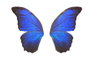 Royal Indigo