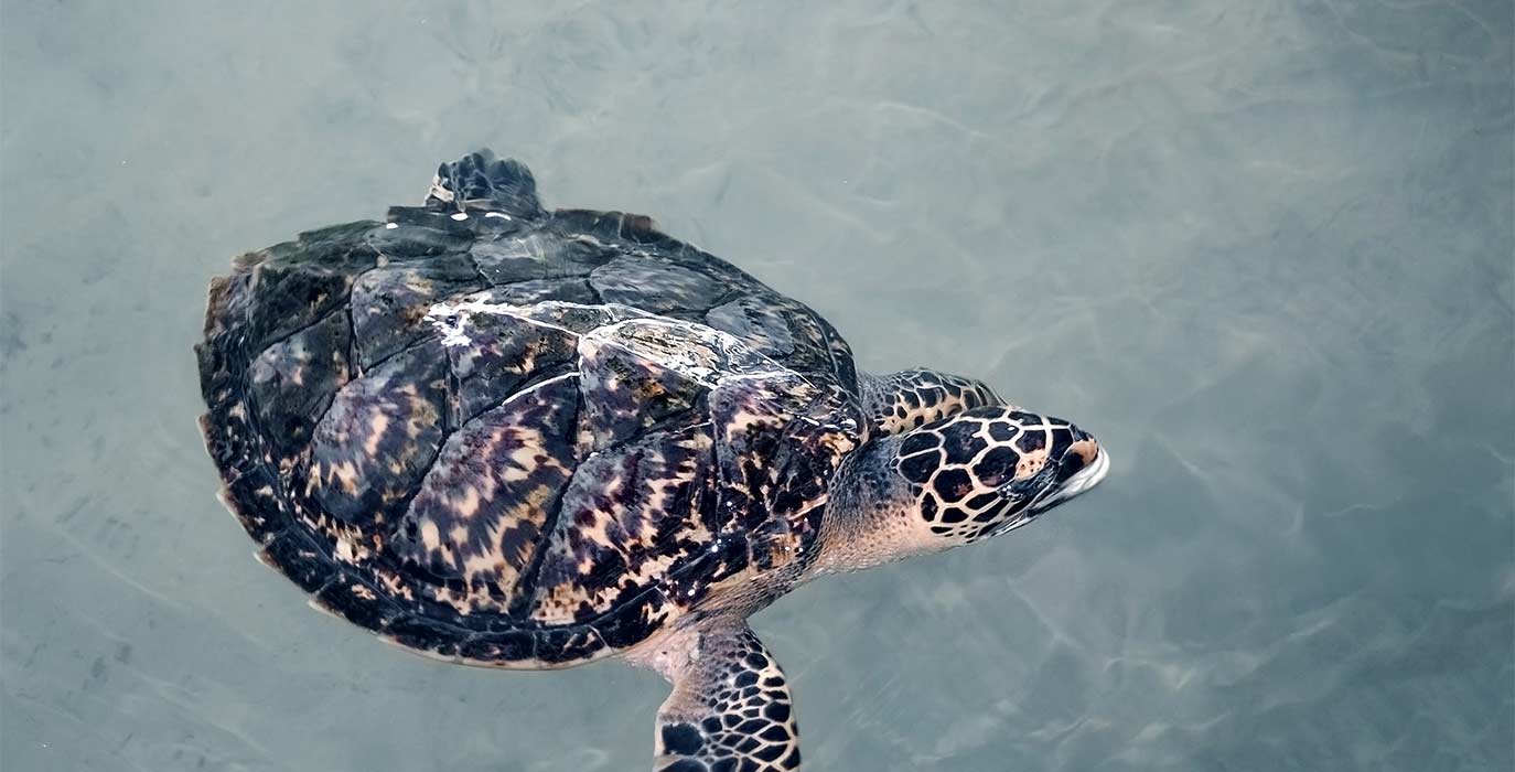 Swimming and Feeding Turtles