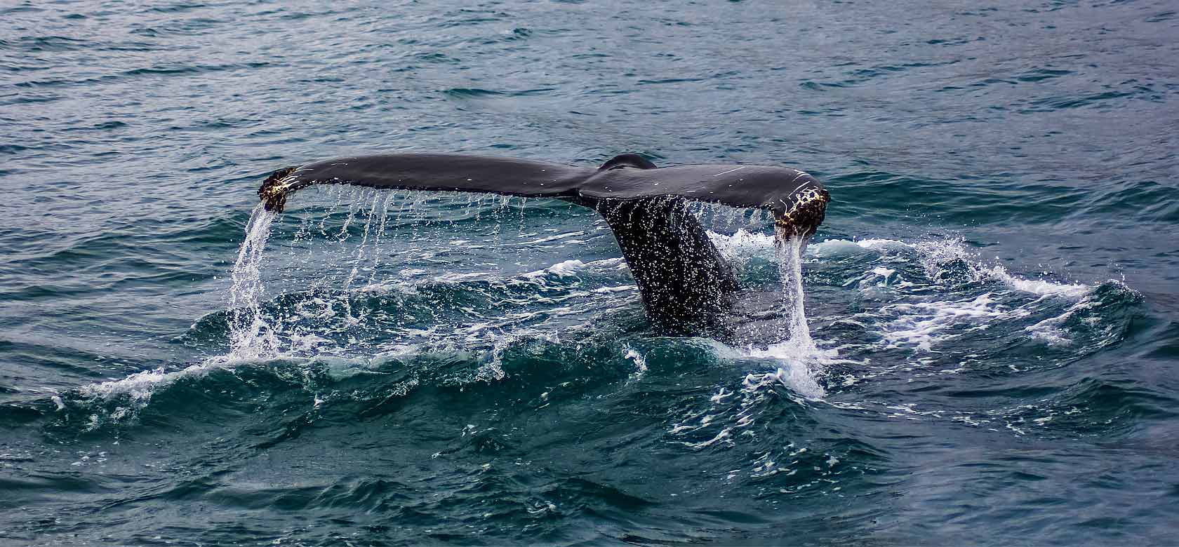 Whale Watching