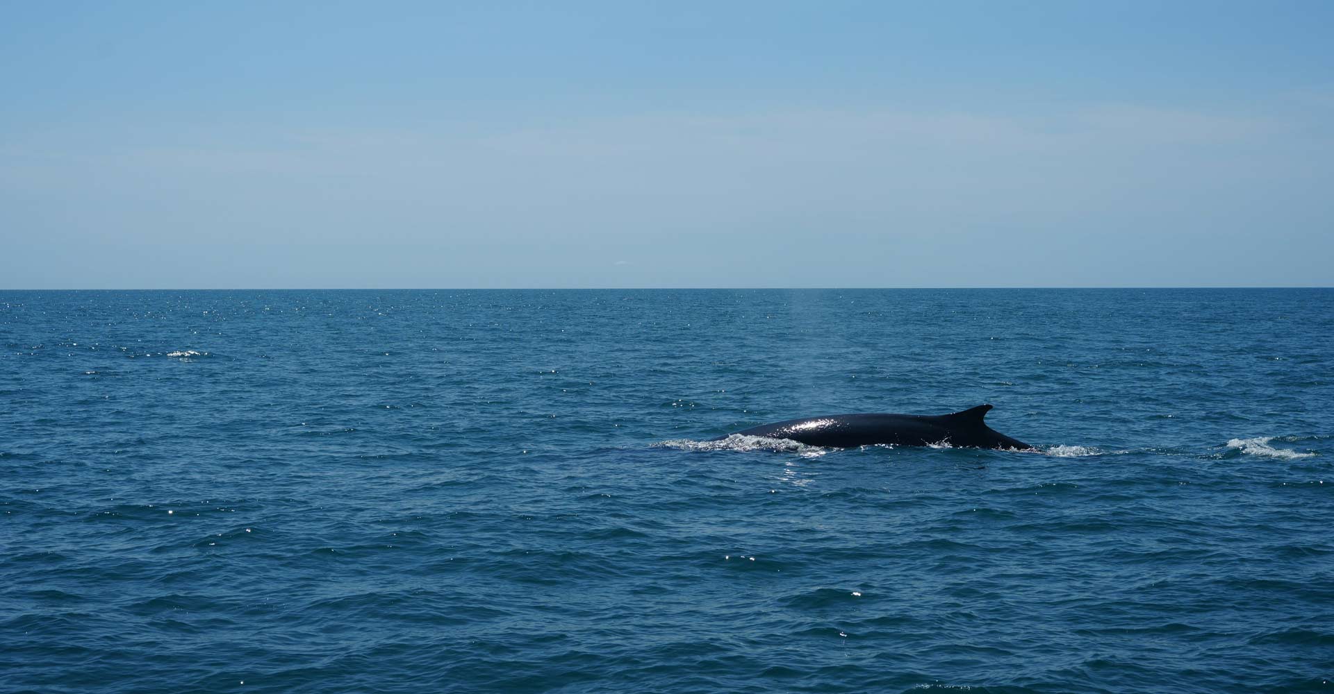 Whale Watching
